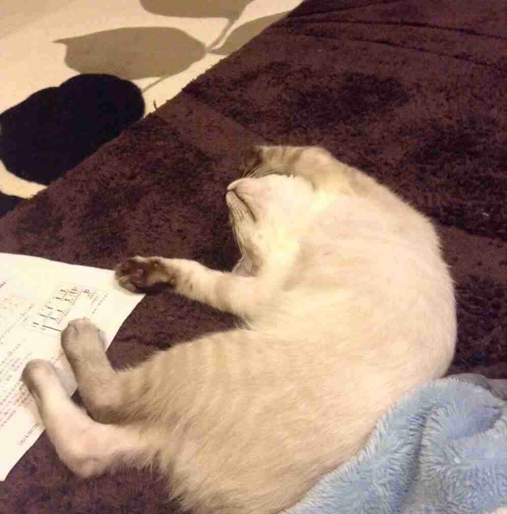 ねこ画像で癒されるトピ4