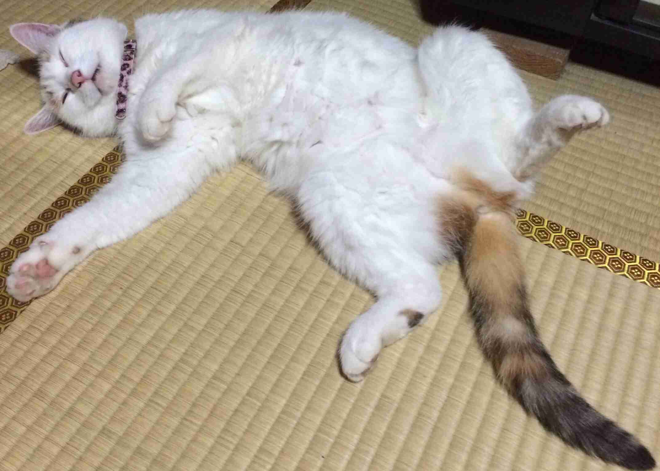 ねこ画像で癒されるトピ4