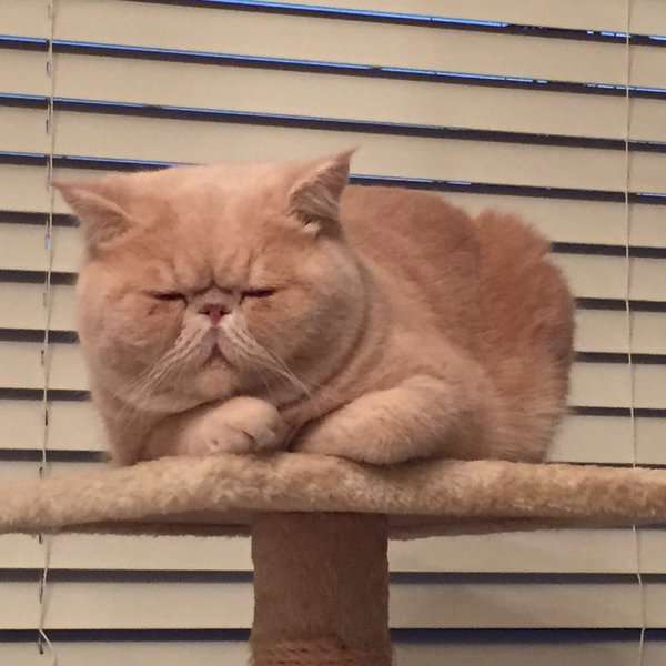 ねこ画像で癒されるトピ4