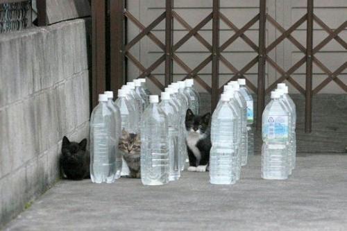 ねこ画像で癒されるトピ4