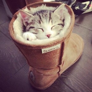 ねこ画像で癒されるトピ4