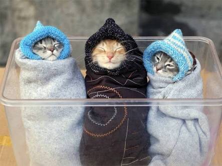ねこ画像で癒されるトピ4