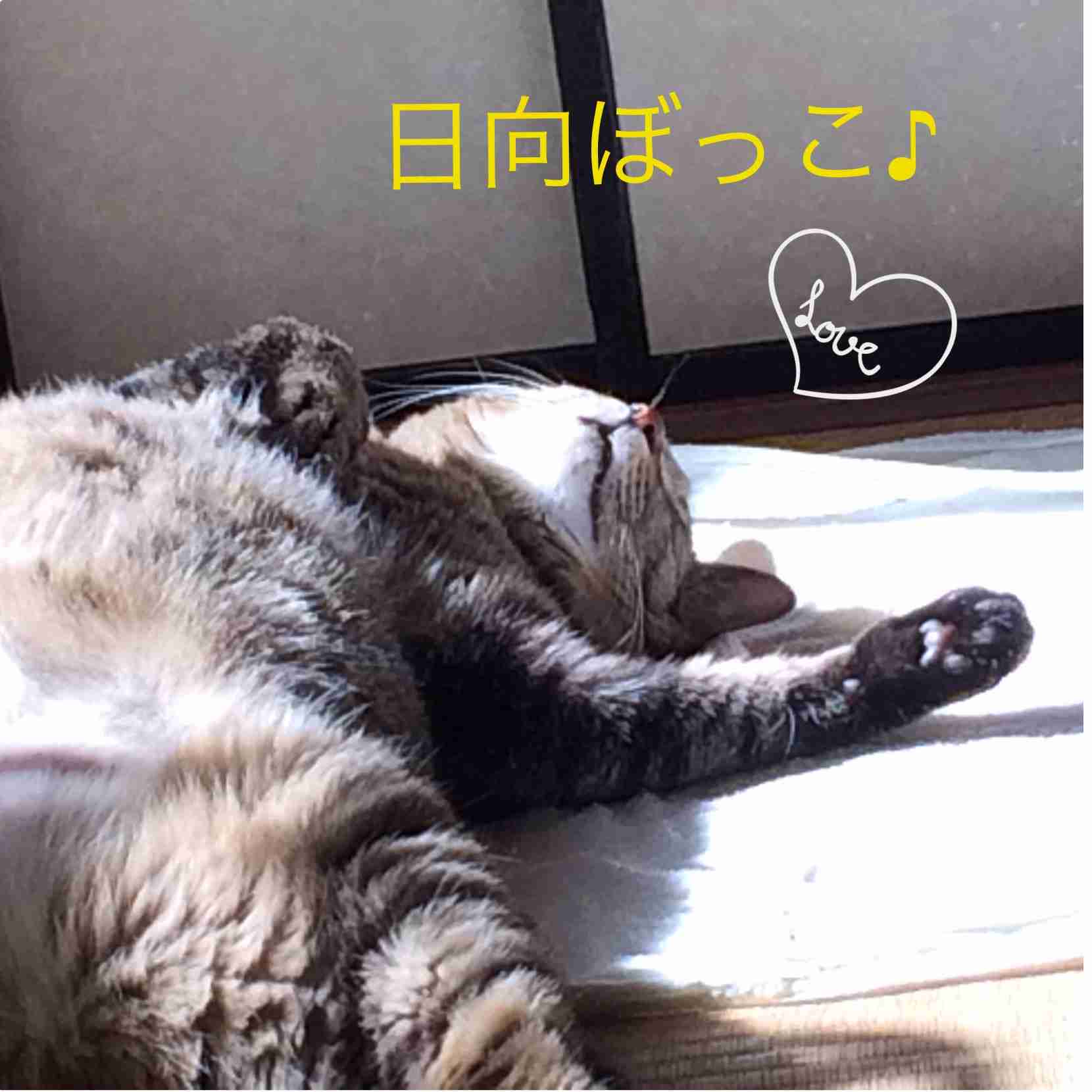 ねこ画像で癒されるトピ4