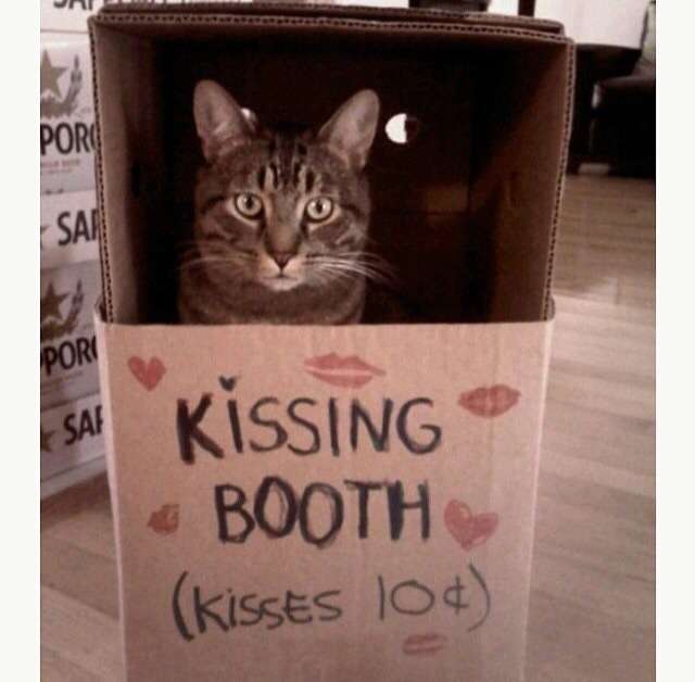 ねこ画像で癒されるトピ4