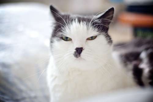 ねこ画像で癒されるトピ4