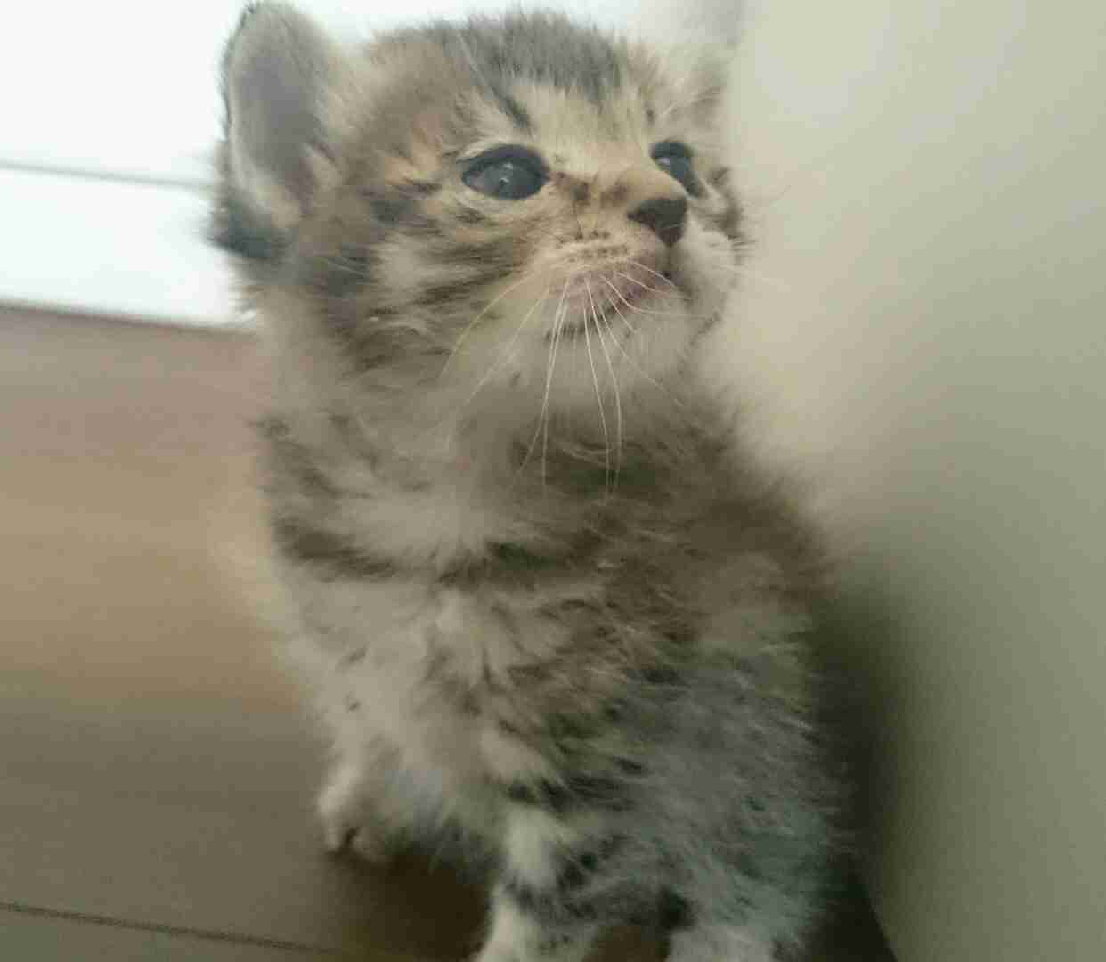 ねこ画像で癒されるトピ4