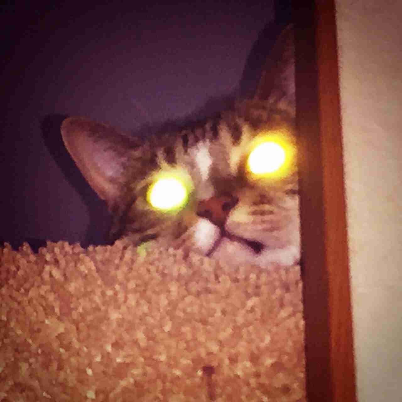 ねこ画像で癒されるトピ4