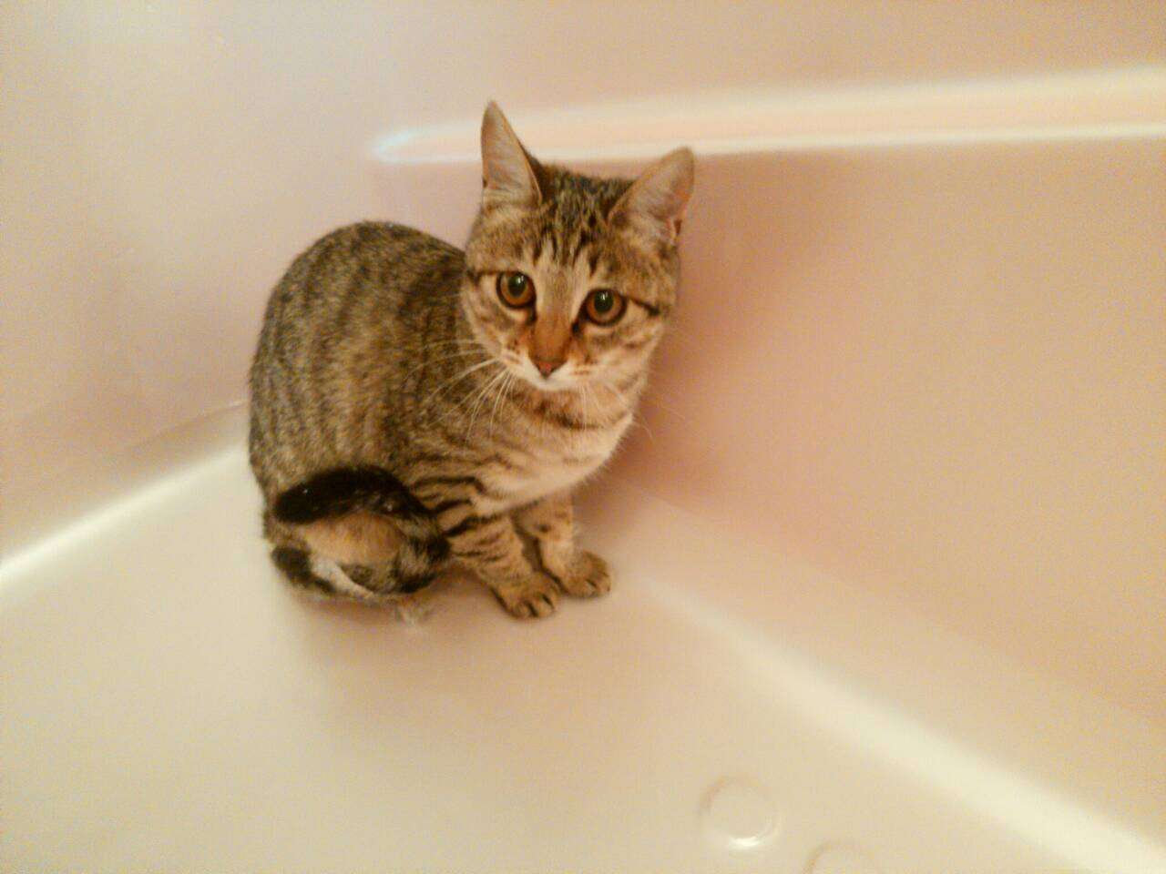 ねこ画像で癒されるトピ4