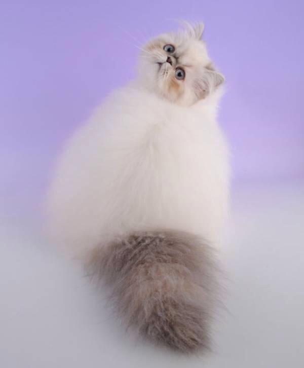 ねこ画像で癒されるトピ4