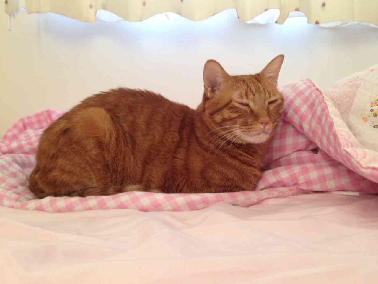 ねこ画像で癒されるトピ4
