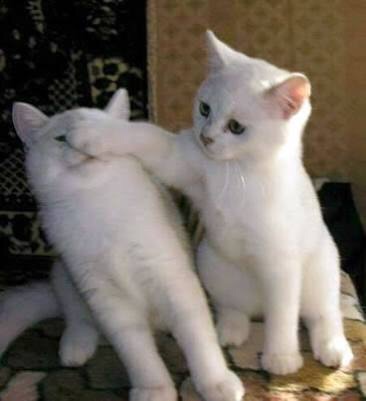 ねこ画像で癒されるトピ4