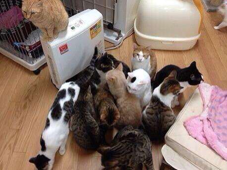 ねこ画像で癒されるトピ4