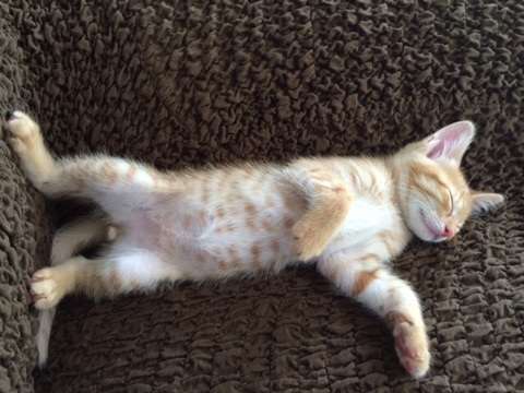 ねこ画像で癒されるトピ4