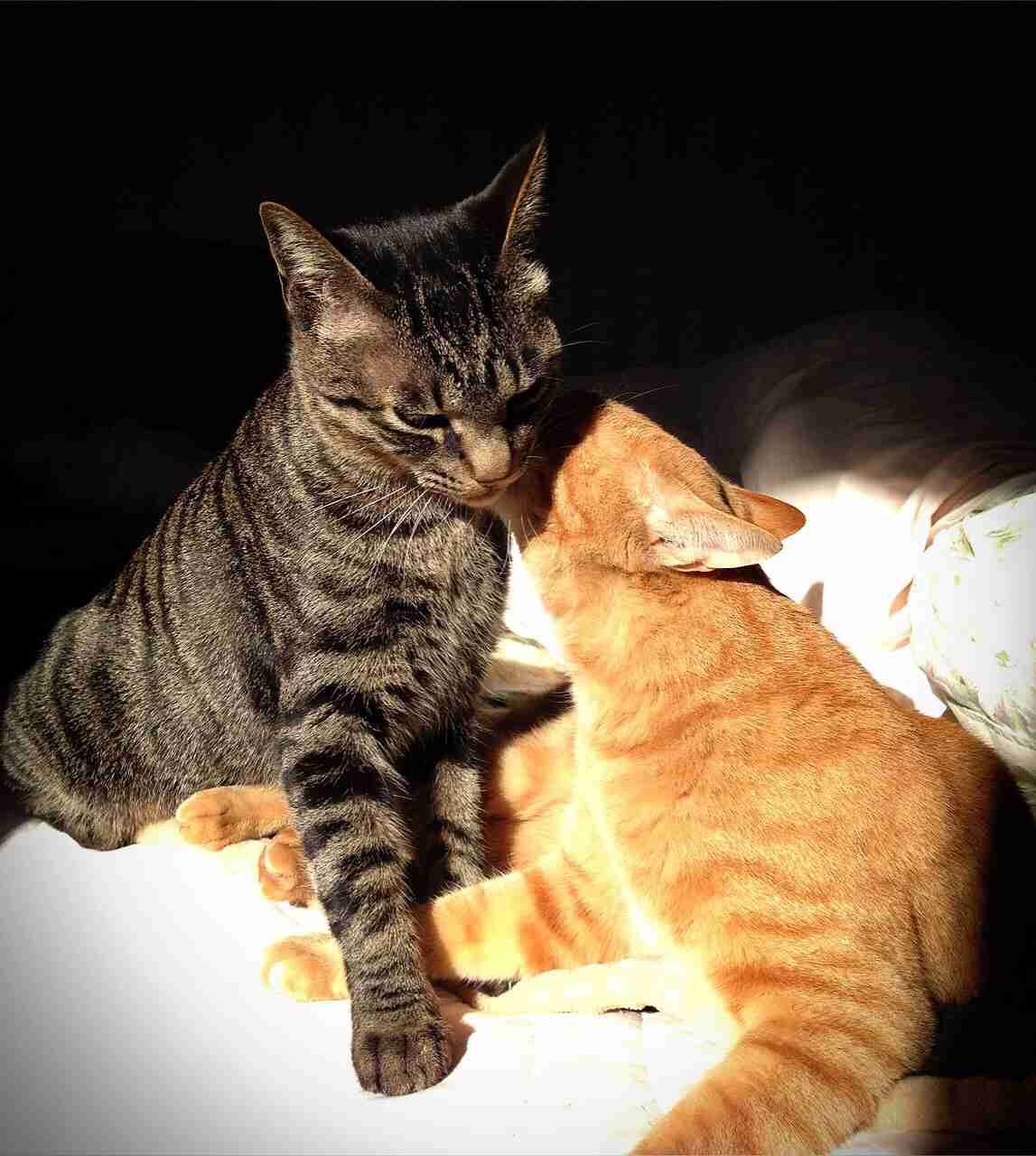 ねこ画像で癒されるトピ4