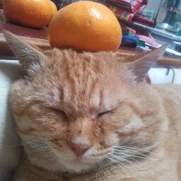 ねこ画像で癒されるトピ4