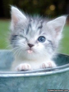 ねこ画像で癒されるトピ4
