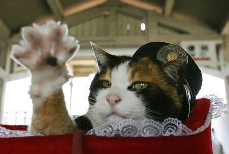 ねこ画像で癒されるトピ4