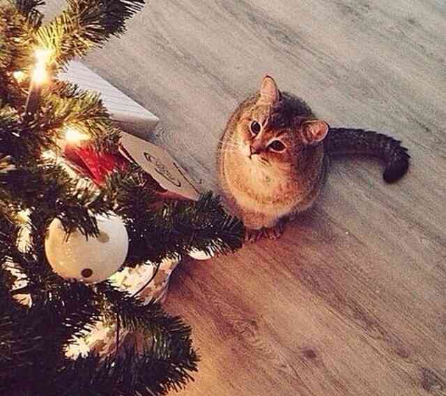ねこ画像で癒されるトピ4
