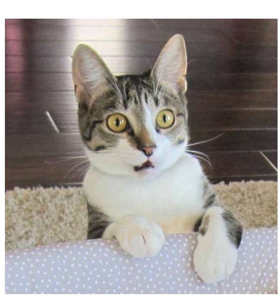 ねこ画像で癒されるトピ4