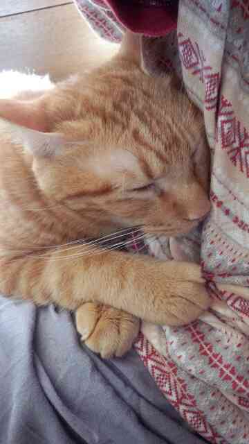 ねこ画像で癒されるトピ4
