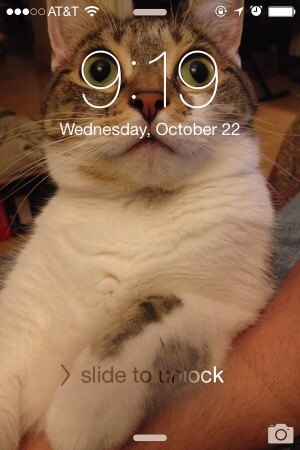 ねこ画像で癒されるトピ4