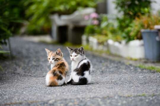 ねこ画像で癒されるトピ4