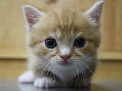 ねこ画像で癒されるトピ4