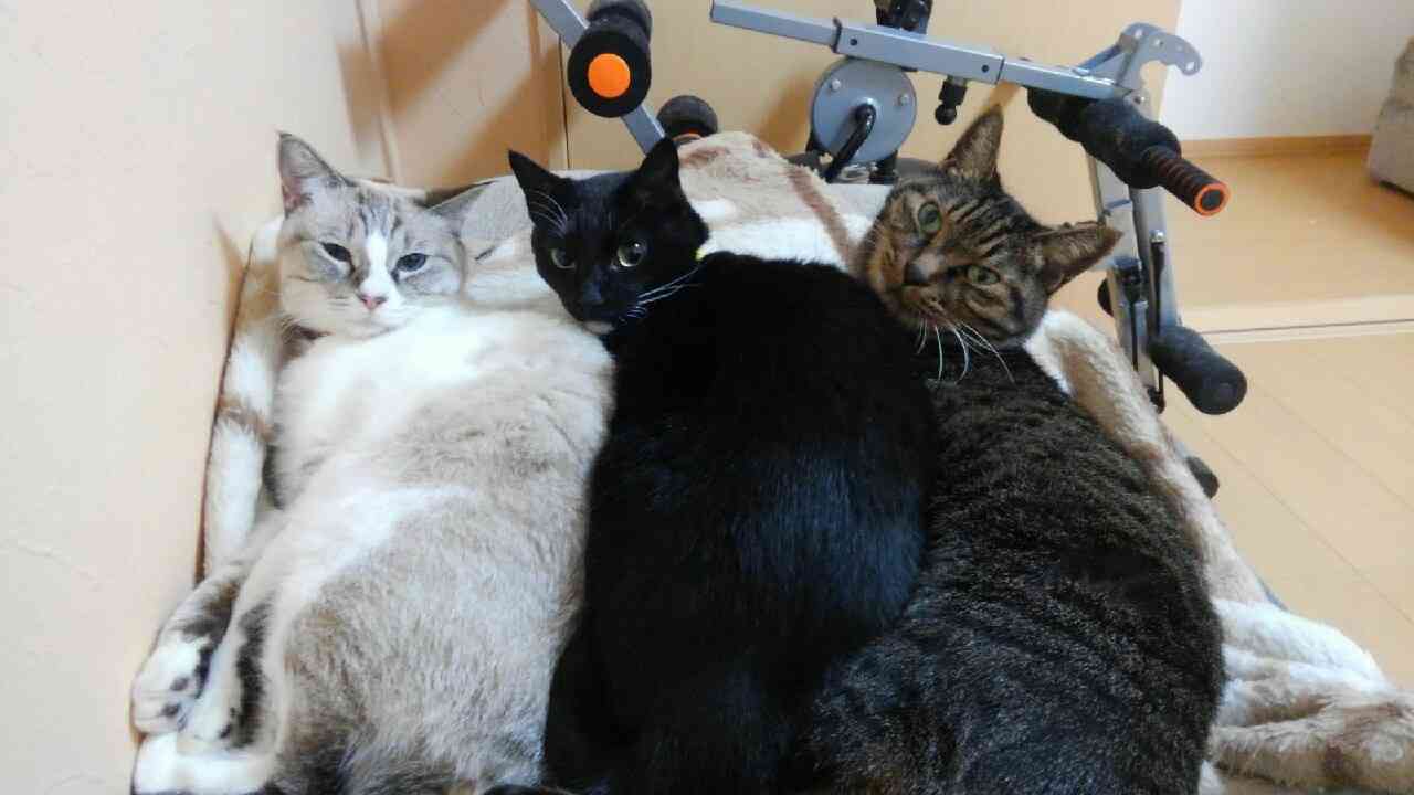 ねこ画像で癒されるトピ4