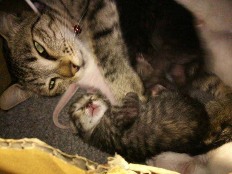 ねこ画像で癒されるトピ4
