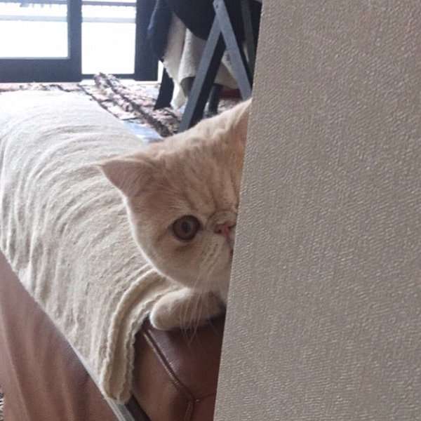 ねこ画像で癒されるトピ4