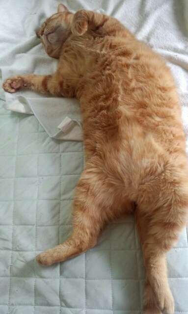 ねこ画像で癒されるトピ4