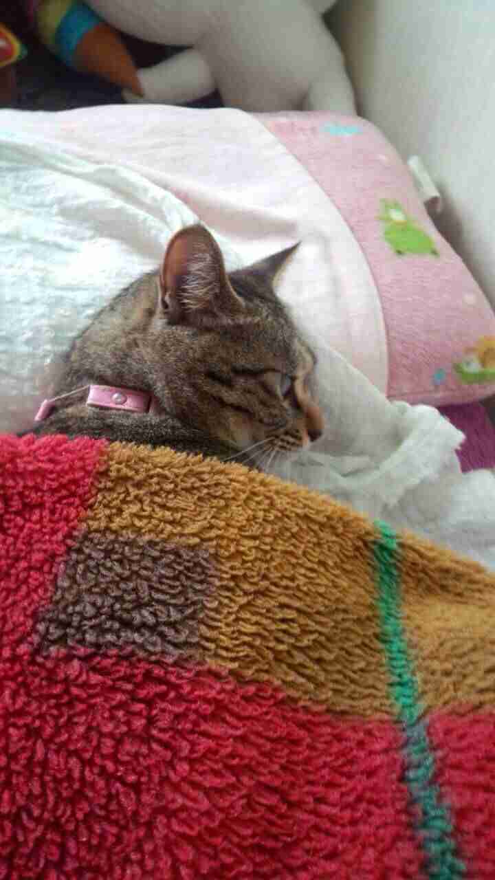 ねこ画像で癒されるトピ4