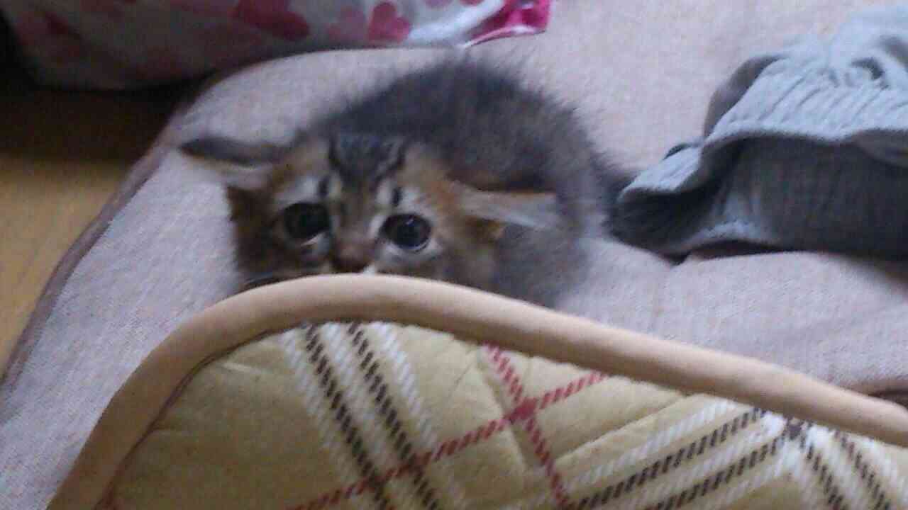 ねこ画像で癒されるトピ4