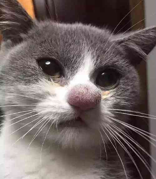 ねこ画像で癒されるトピ4