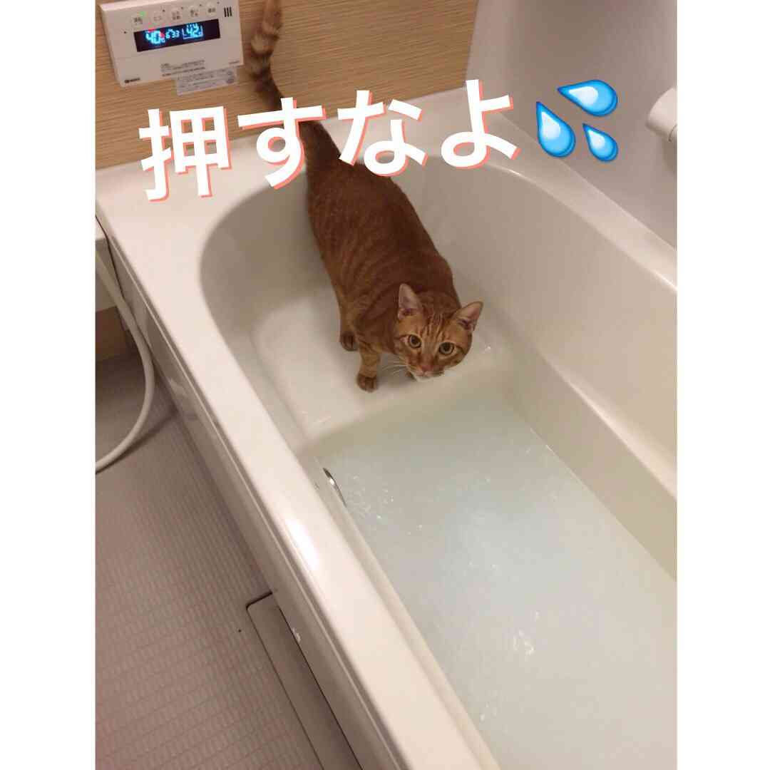 ねこ画像で癒されるトピ4