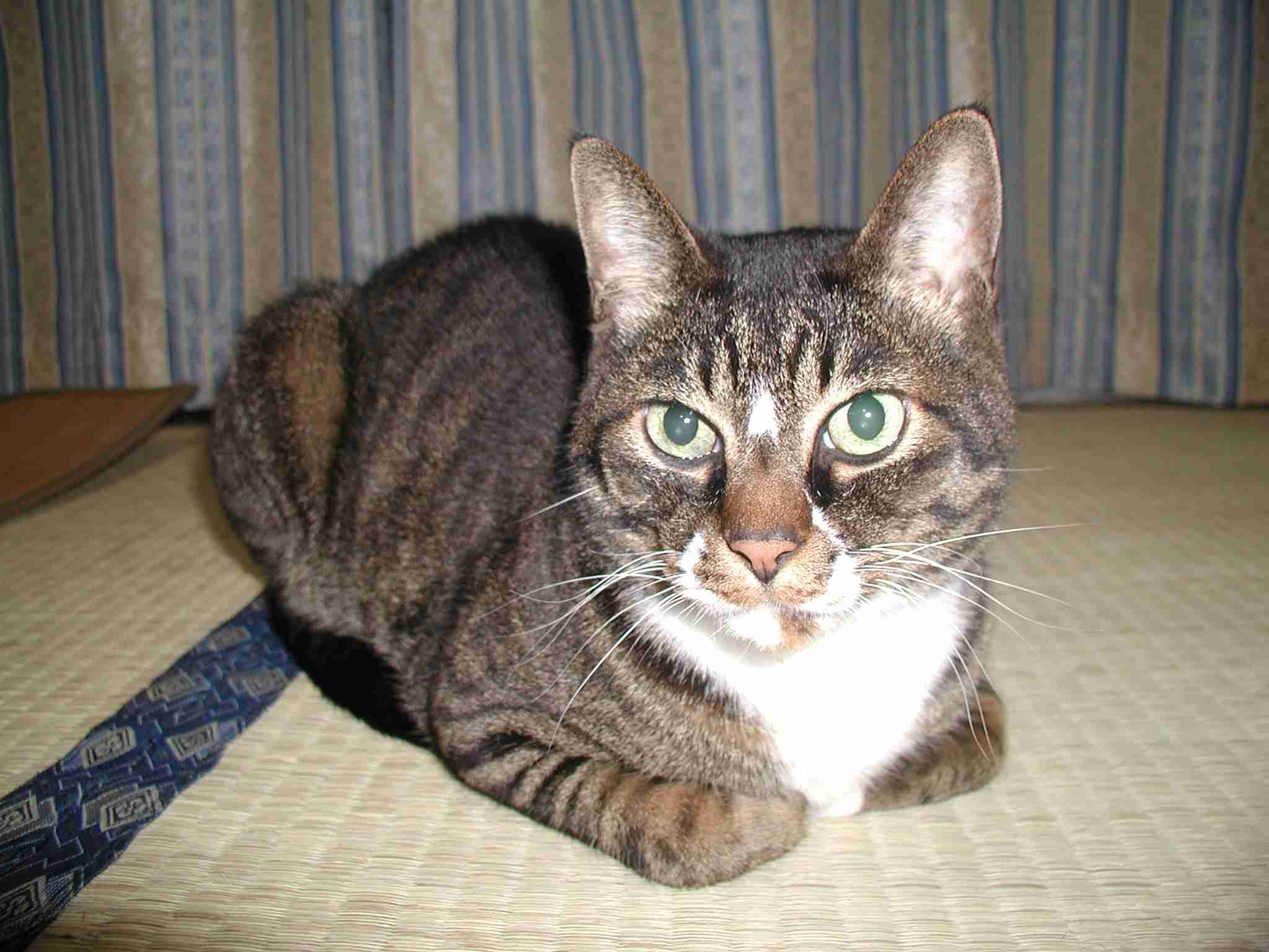 ねこ画像で癒されるトピ4