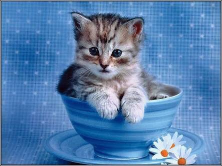 ねこ画像で癒されるトピ4
