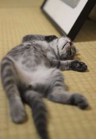 ねこ画像で癒されるトピ4