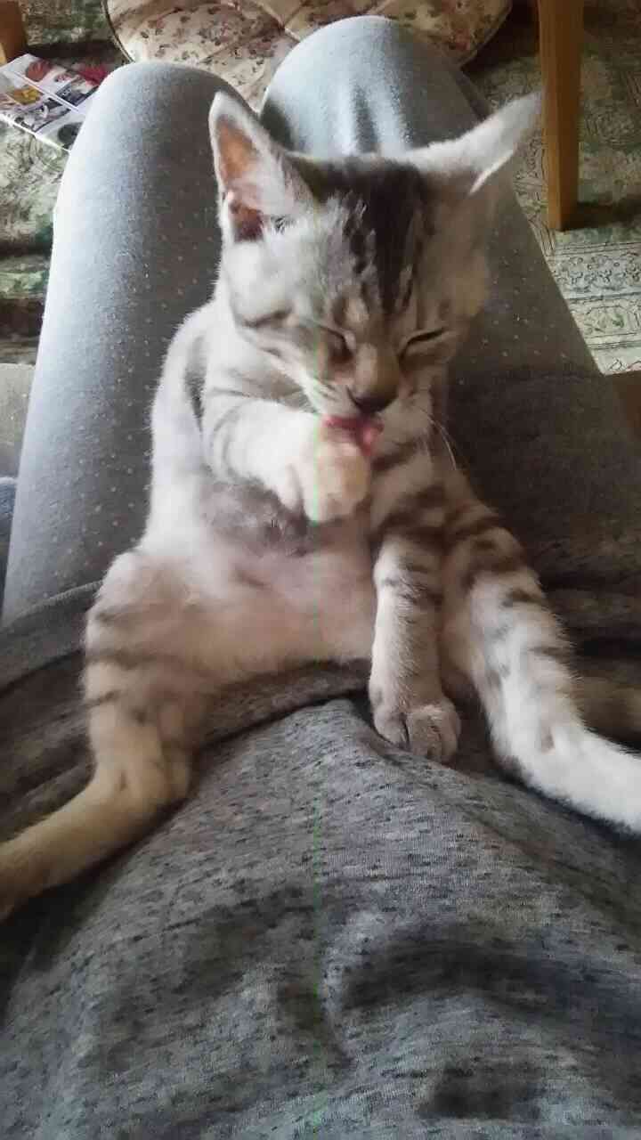 ねこ画像で癒されるトピ4