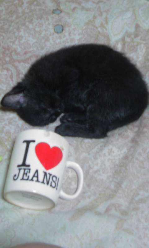 ねこ画像で癒されるトピ4