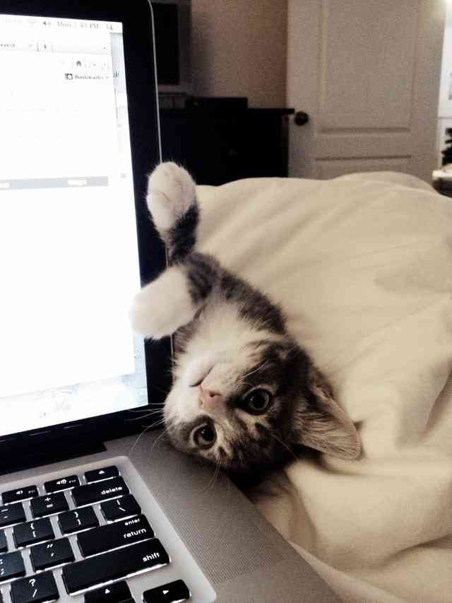 ねこ画像で癒されるトピ4