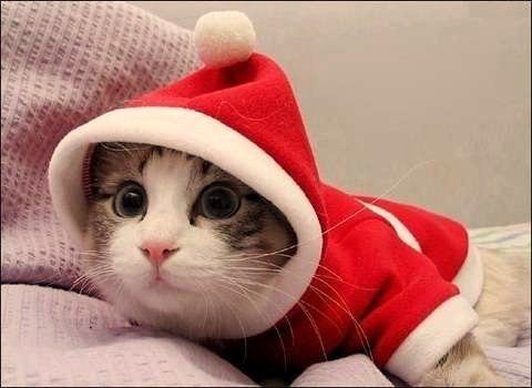ねこ画像で癒されるトピ4