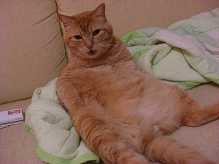 ねこ画像で癒されるトピ4