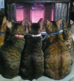 ねこ画像で癒されるトピ4