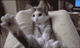 ねこ画像で癒されるトピ4