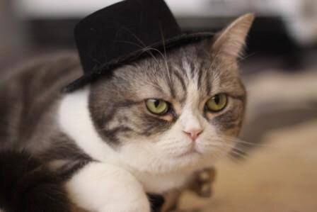 ねこ画像で癒されるトピ4