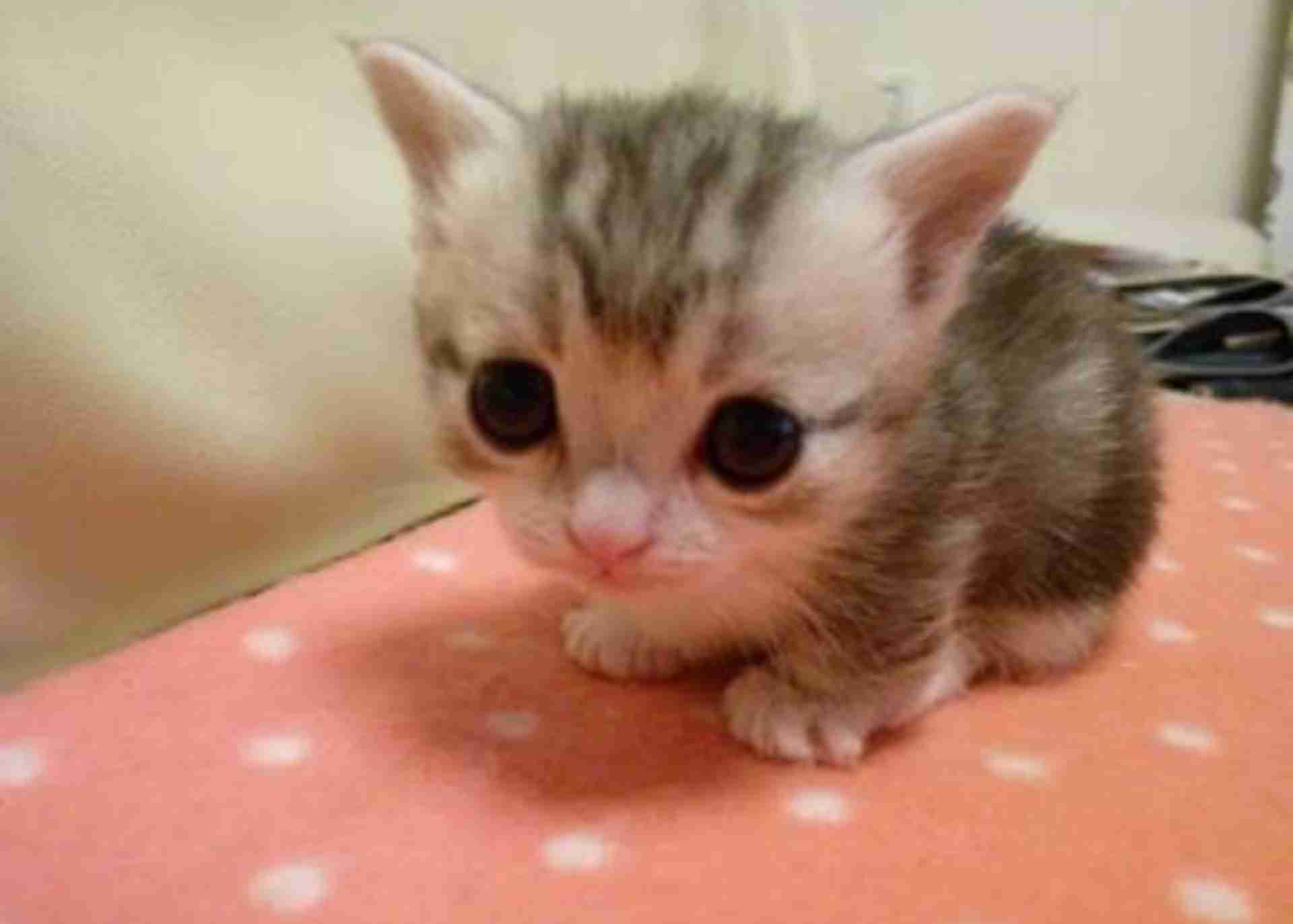 ねこ画像で癒されるトピ4