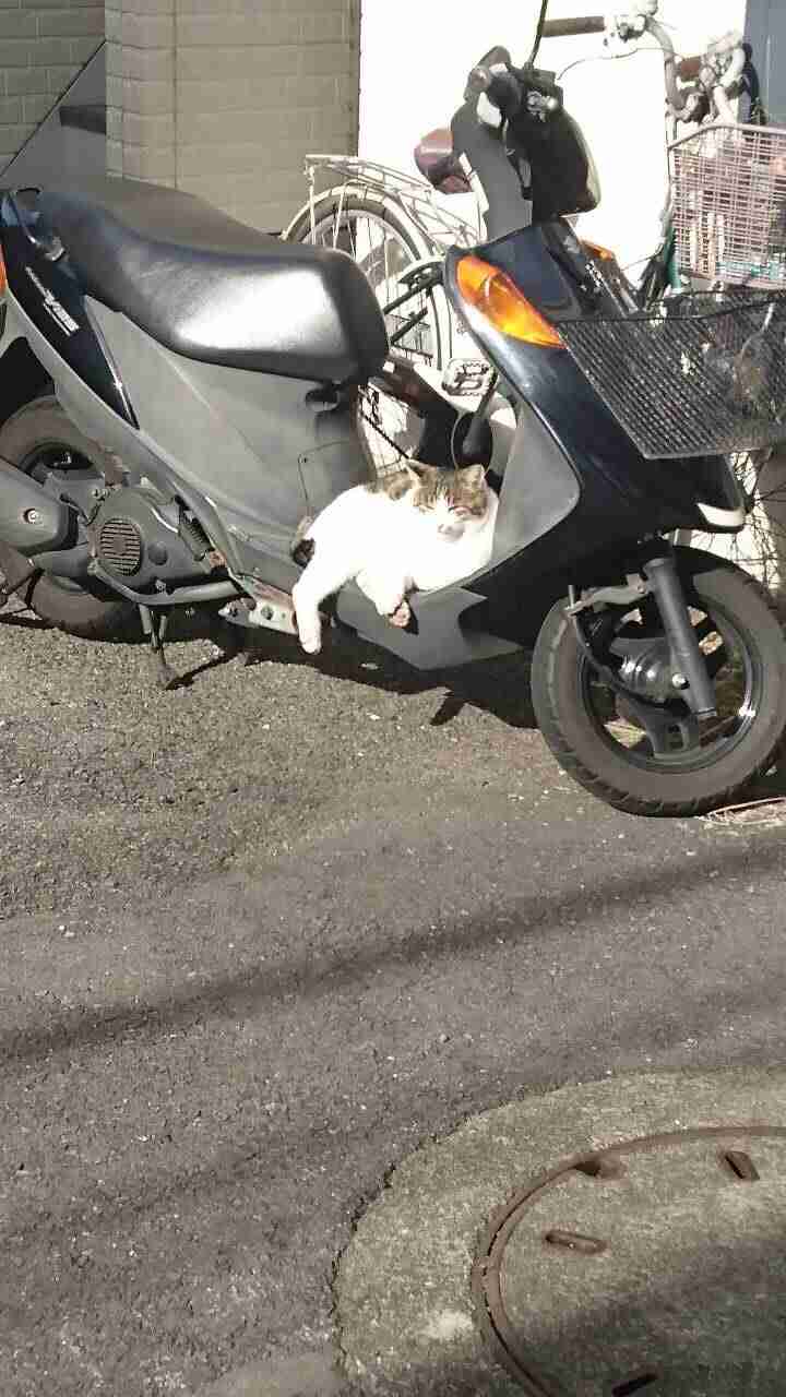 ねこ画像で癒されるトピ4
