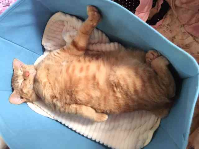 ねこ画像で癒されるトピ4