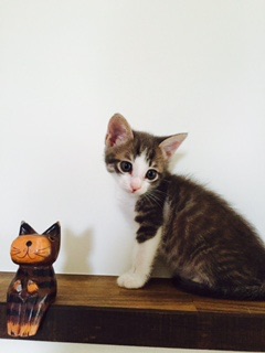 ねこ画像で癒されるトピ4